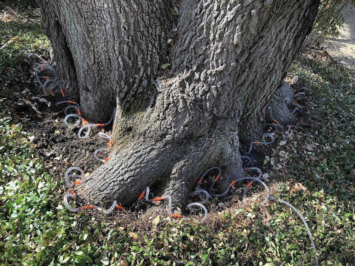 Detailed Tree Cabling and Bracing job site in Gillett Grove