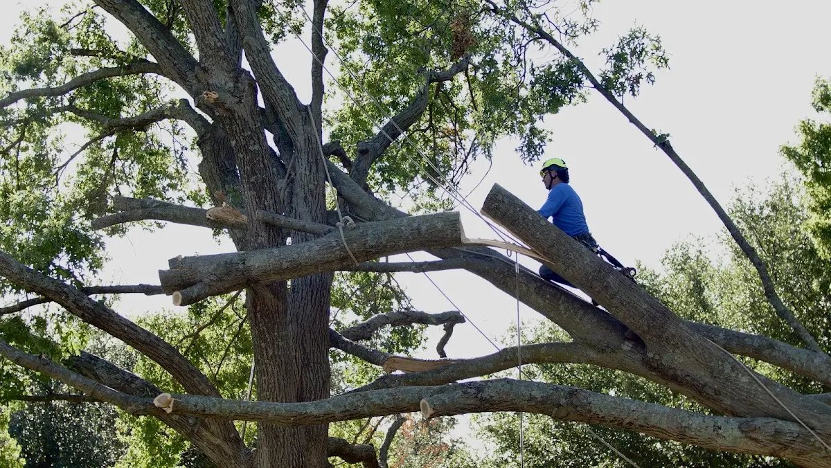Professional Hazardous Tree Removal performed by certified arborists in Gillett Grove