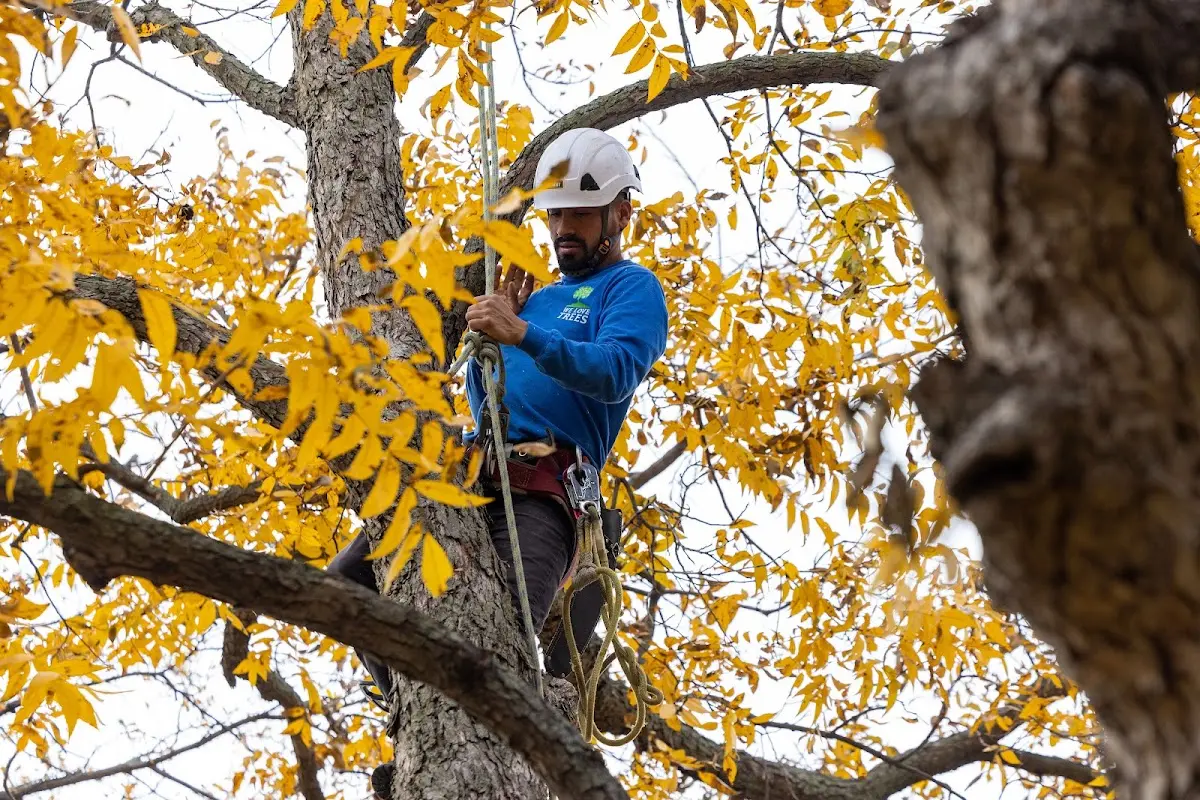 Skilled Tree Pruning crew working in Gillett Grove