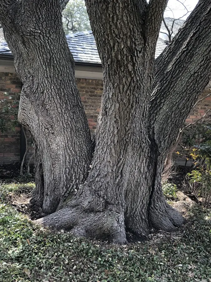 Mature heritage tree close to a Gillett Grove property cared for by certified arborists
